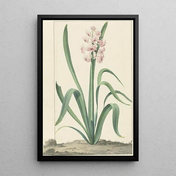 Jan Augustini - De roze hyacint Rex Rubrorum.webp