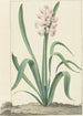 La jacinthe rose Rex Rubrorum - Jan Augustini — vy av konstverket