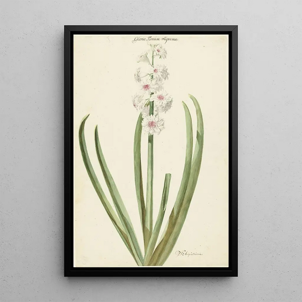 Jan Augustini - De rozewitte hyacint Gloria Florum Suprema.webp