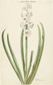 La jacinthe rose et blanche Gloria Florum Suprema - Jan Augustini — vy av konstverket