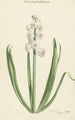 La jacinthe rose et blanche Couronne de Grande-Bretagne - Jan Augustini — vy av konstverket