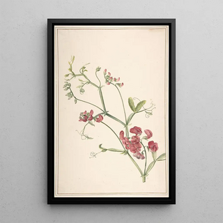 Jan Jansz van der Vinne - Perennial Pea.webp