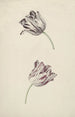 Två tulpaner vita och röda - Jan Jansz van der Vinne — vy av konstverket