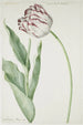 Tulipe Grand Roy de France - Jan Laurensz van der Vinne — vy av konstverket