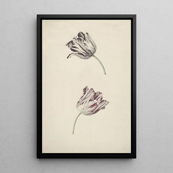 Jan Laurensz van der Vinne - Two Redandwhite Tulips.webp