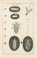 Le livre de la nature ou L'histoire des insectes Pl01 - Jan Swammerdam — vy av konstverket