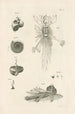 Le livre de la nature ou L'histoire des insectes Pl06 - Jan Swammerdam — vy av konstverket