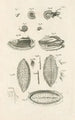 Le livre de la nature ou L'histoire des insectes Pl10 - Jan Swammerdam — vy av konstverket