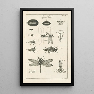 Jan Swammerdam - The book of nature or The history of insects Pl12.webp
