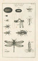 Le livre de la nature ou L'histoire des insectes Pl12 - Jan Swammerdam — vy av konstverket