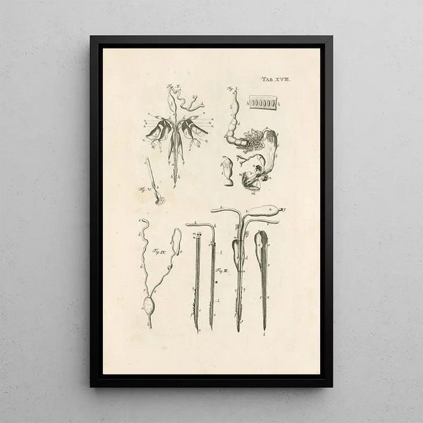 Jan Swammerdam - The book of nature or The history of insects Pl18.webp