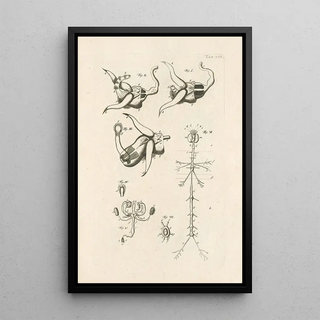 Jan Swammerdam - The book of nature or The history of insects Pl22.webp