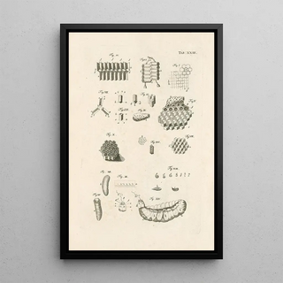 Jan Swammerdam - The book of nature or The history of insects Pl23.webp