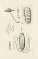 Le livre de la nature ou L'histoire des insectes Pl24 - Jan Swammerdam — vy av konstverket