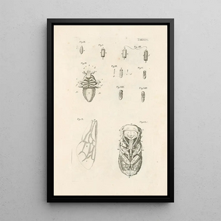 Jan Swammerdam - The book of nature or The history of insects Pl25.webp