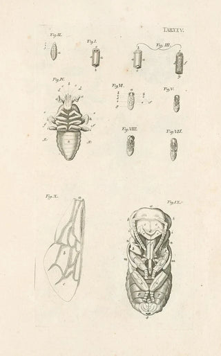 Jan Swammerdam - The book of nature or The history of insects Pl25.webp