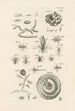 Le livre de la nature ou L'histoire des insectes Pl26 - Jan Swammerdam — vy av konstverket
