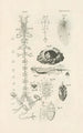 Le livre de la nature ou L'histoire des insectes Pl28 - Jan Swammerdam — vy av konstverket