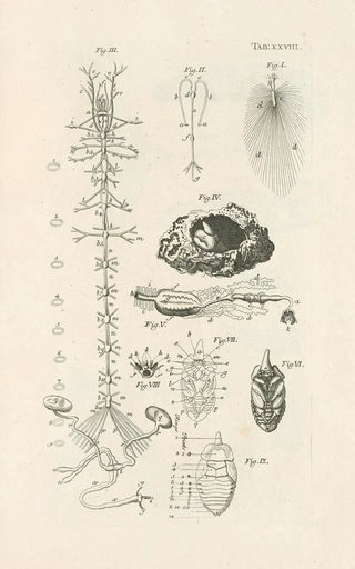 Jan Swammerdam - The book of nature or The history of insects Pl28.webp