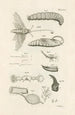 Le livre de la nature ou L'histoire des insectes Pl29 - Jan Swammerdam — vy av konstverket