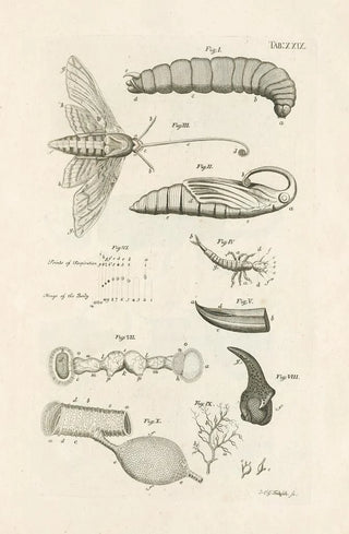 Jan Swammerdam - The book of nature or The history of insects Pl29.webp