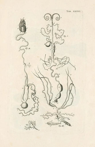 Jan Swammerdam - The book of nature or The history of insects Pl36.webp