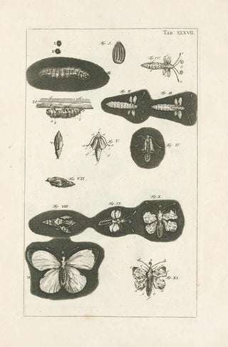 Jan Swammerdam - The book of nature or The history of insects Pl37.webp