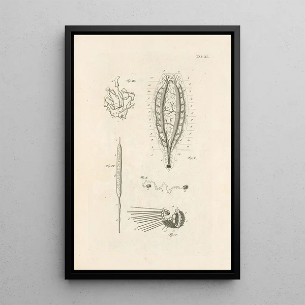 Jan Swammerdam - The book of nature or The history of insects Pl40.webp