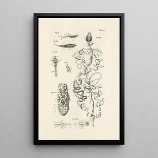 Jan Swammerdam - The book of nature or The history of insects Pl41.webp