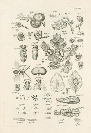 Jan Swammerdam - The book of nature or The history of insects Pl45.webp