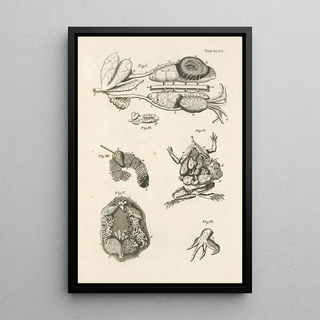 Jan Swammerdam - The book of nature or The history of insects Pl47.webp