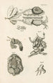 Le livre de la nature ou L'histoire des insectes Pl47 - Jan Swammerdam — vy av konstverket