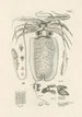 Le livre de la nature ou L'histoire des insectes Pl50 - Jan Swammerdam — vy av konstverket