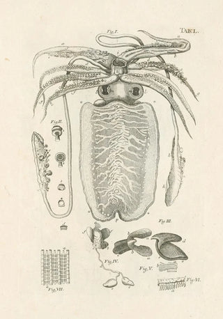 Jan Swammerdam - The book of nature or The history of insects Pl50.webp