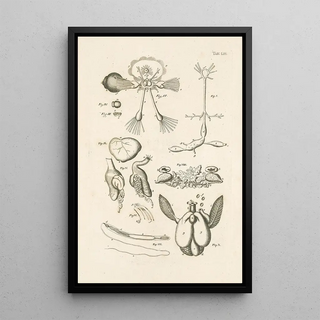 Jan Swammerdam - The book of nature or The history of insects Pl52.webp