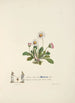 Marguerites - Jane Elizabeth Giraud — vy av konstverket
