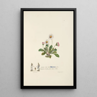 Jane Elizabeth Giraud - Daisies.webp