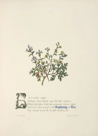 Jane Elizabeth Giraud - Euphrasy and rue.webp