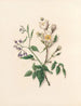 La fête des fleurs Pl11 - Jane Elizabeth Giraud — vy av konstverket