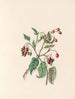 La fête des fleurs Pl12 - Jane Elizabeth Giraud — vy av konstverket