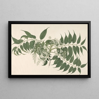 Janet Dick - An Indian Shrub with White Blossoms and Pointed Leaves.webp