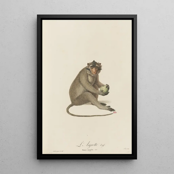 JeanBaptiste Audebert - LAigrette.webp