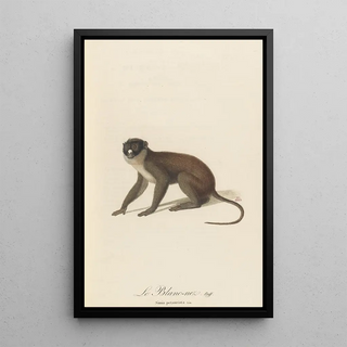 JeanBaptiste Audebert - Le BlancNez.webp