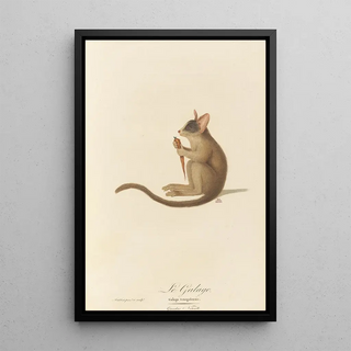 JeanBaptiste Audebert - Le Galago.webp