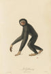 Le Gibbon - Jean-Baptiste Audebert — vy av konstverket