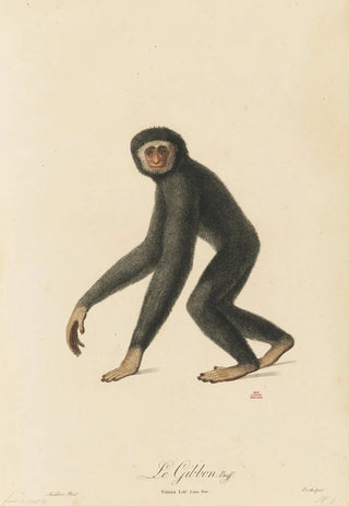 JeanBaptiste Audebert - Le Gibbon.webp