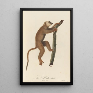 JeanBaptiste Audebert - Le Maki roux.webp