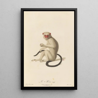 JeanBaptiste Audebert - Le Mico.webp