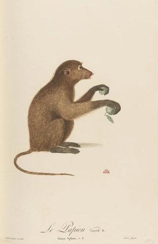 JeanBaptiste Audebert - Le Papion varit B.webp