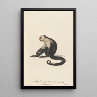 JeanBaptiste Audebert - Le Sai a gorge blanche.webp